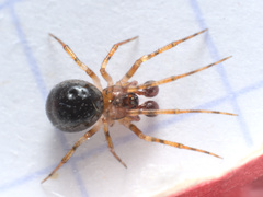 Sardinidion blackwalli