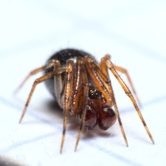 Sardinidion blackwalli