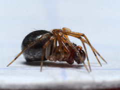 Sardinidion blackwalli