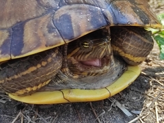 Trachemys grayi grayi