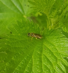 Pamphilius albopictus