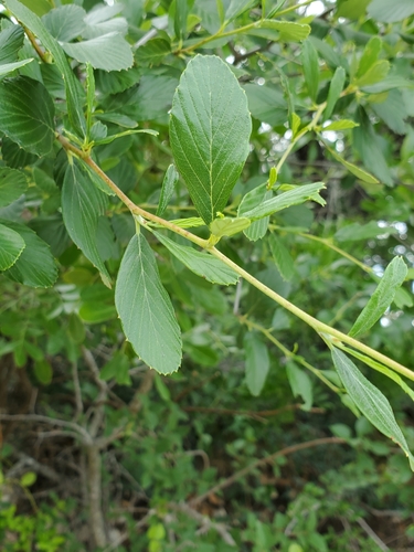 alderleaf mountain mahogany