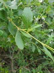 Mountain Mahogany (Cercocarpus montanus)