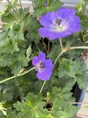 Geranium incanum