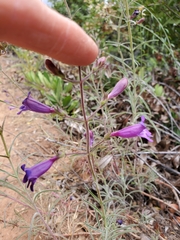 Penstemon laetus laetus
