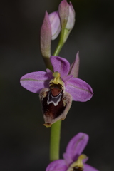 Ophrys × turiana