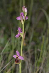 Ophrys × turiana