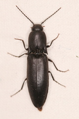 Ectinus aterrimus