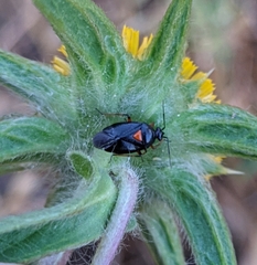 Deraeocoris ribauti