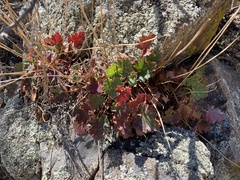 Heuchera soltisii