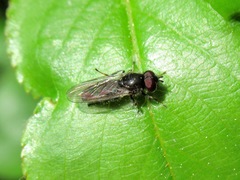 Cheilosia proxima