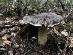 Tricholoma luteomaculosum