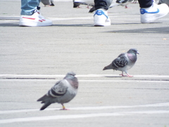 Columba livia domestica