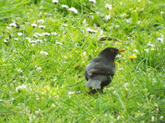 Turdus merula