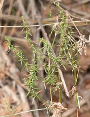 Galium angustifolium