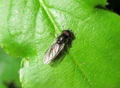 Cheilosia proxima