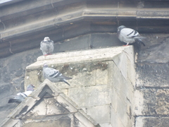 Columba livia domestica
