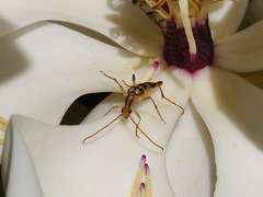 Strangalia luteicornis