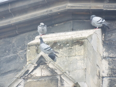 Columba livia domestica