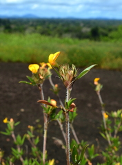 Stylosanthes hispida