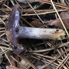 Cortinarius cylindripes