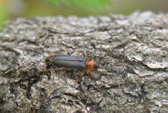 Phymatodes lividus