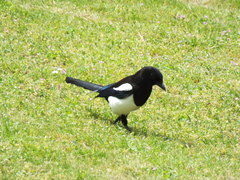 Pica pica
