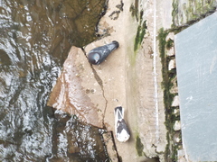 Columba livia domestica