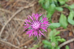 Centaurea polyacantha