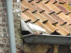 Columba livia domestica
