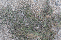 Euphorbia polycarpa polycarpa