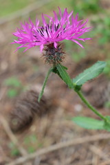 Centaurea polyacantha