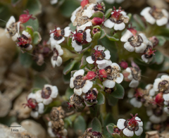 Euphorbia polycarpa polycarpa