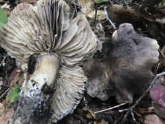 Tricholoma luteomaculosum