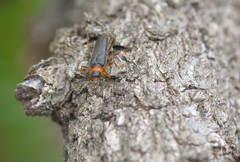 Phymatodes lividus