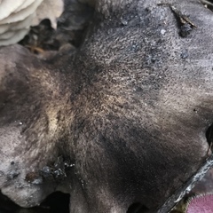 Tricholoma luteomaculosum