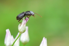 Dixus clypeatus