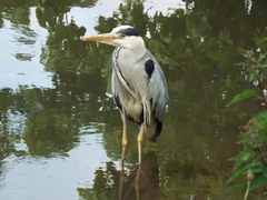 Ardea cinerea