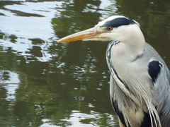 Ardea cinerea