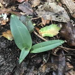 Platanthera transversa
