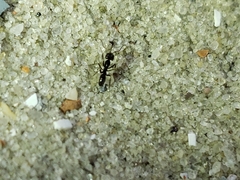 Dorymyrmex medeis