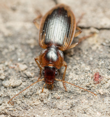 Tanystoma maculicolle