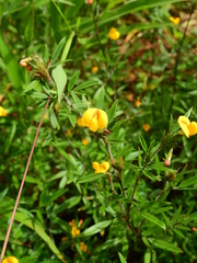 Stylosanthes hispida