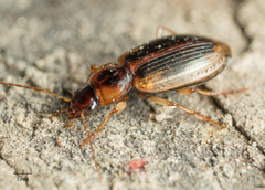Tanystoma maculicolle