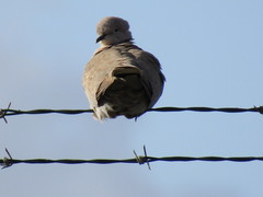 Streptopelia decaocto