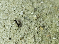 Dorymyrmex medeis