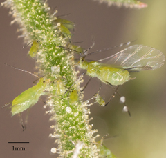 Uroleucon erigeronense