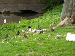 Columba livia domestica