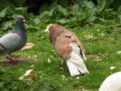 Columba livia domestica