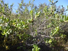 Rhamnus pilosa